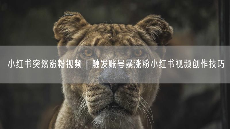 小红书涨粉秘籍：视频创作技巧解锁账号运营流量密码