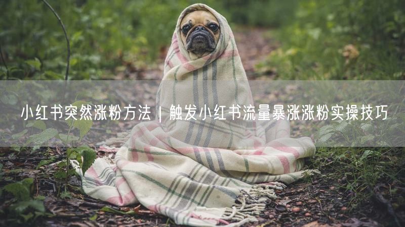 小红书涨粉秘籍：流量暴涨的实操运营技巧