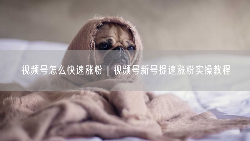 视频号新号运营：快速涨粉的实操教程与策略