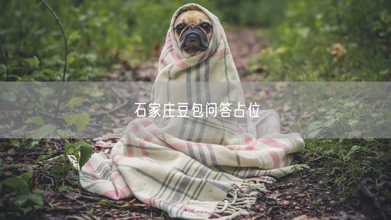 石家庄豆包问答占位