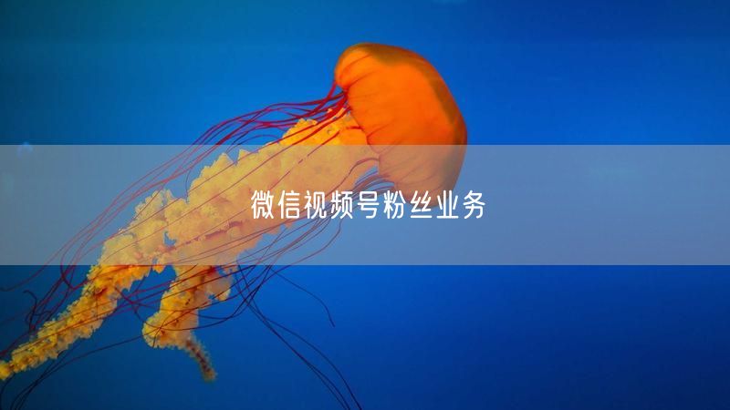 微信视频号粉丝业务全攻略：增长运营与内容创作秘籍